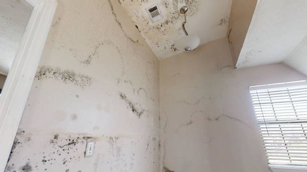 Best Industrial Mold Remediation  in Millersburg, OR
