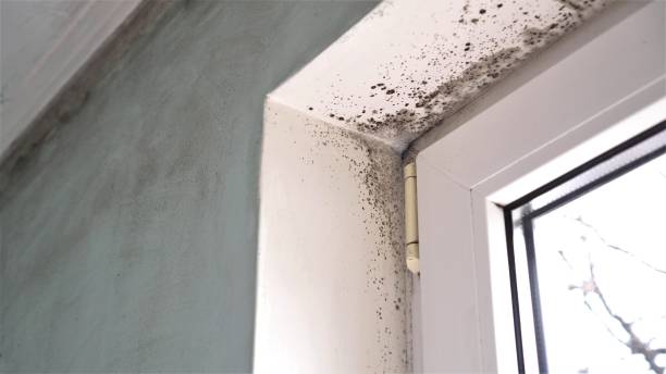 Best Residential Mold Inspection & Testing  in Millersburg, OR