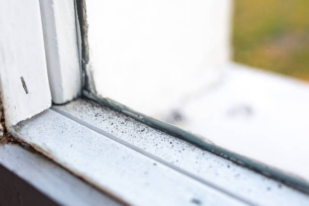 Best Crawl Space Mold Remediation  in Millersburg, OR