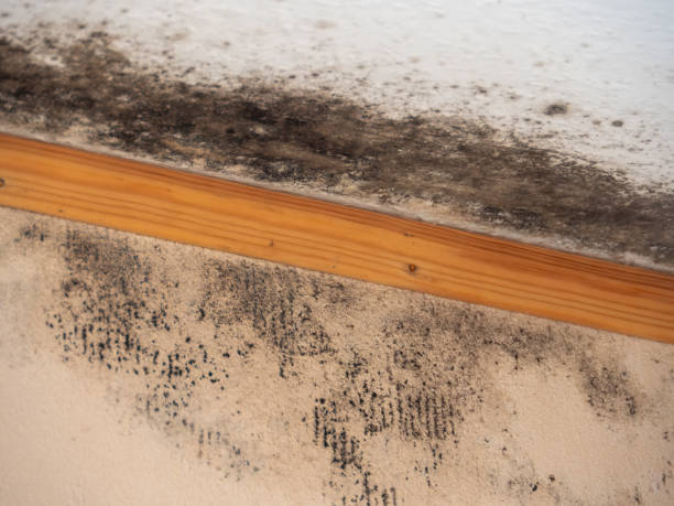 Best Real Estate Mold Inspection  in Millersburg, OR