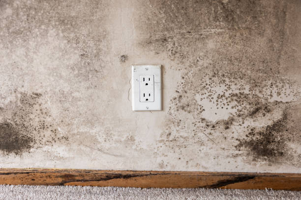 Best Mold Remediation for Vacation Homes  in Millersburg, OR