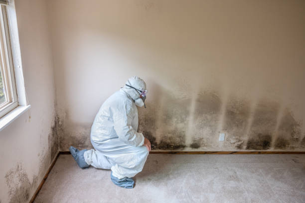 Best Commercial Mold Inspection  in Millersburg, OR