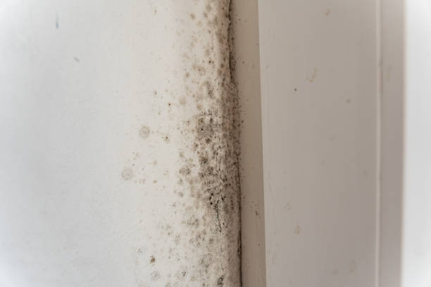 Millersburg, OR Mold Removal Company