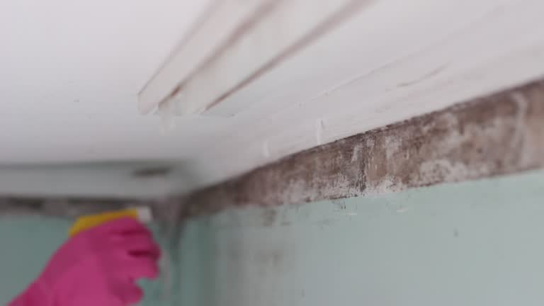 Mold Remediation for Vacation Homes in Millersburg, OR